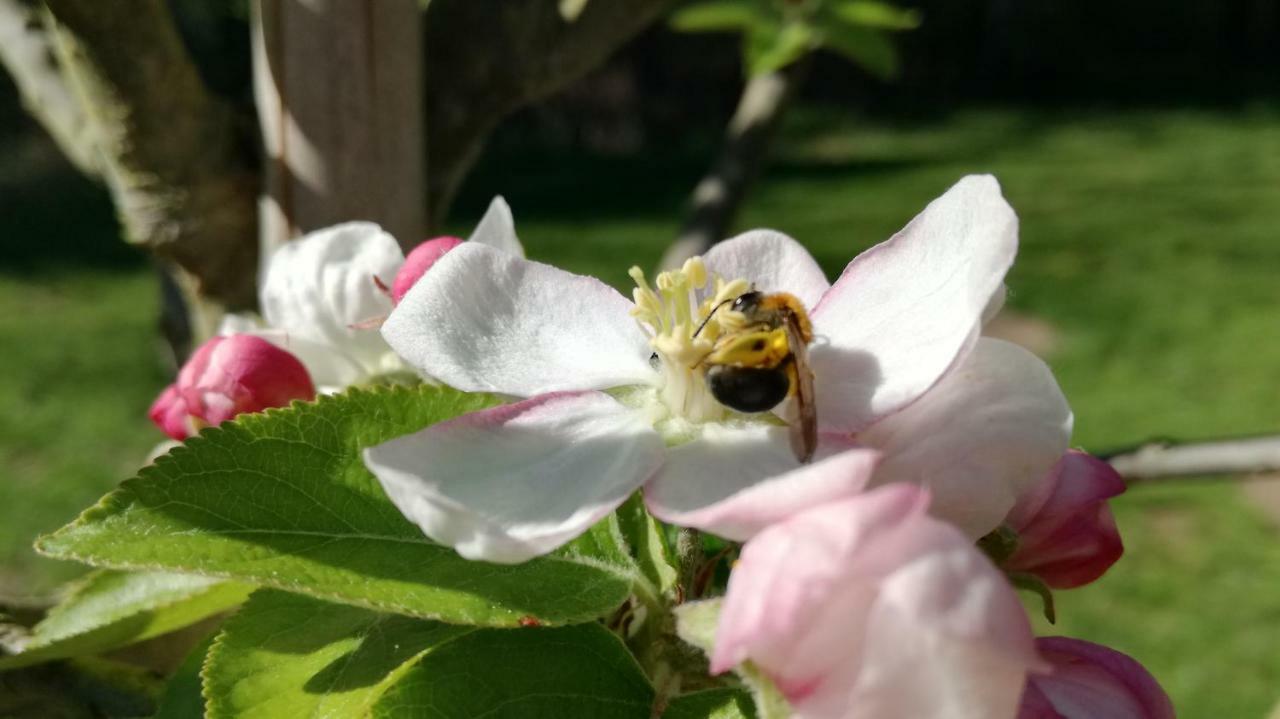 Clos Charmille Meaulne Eksteriør bilde